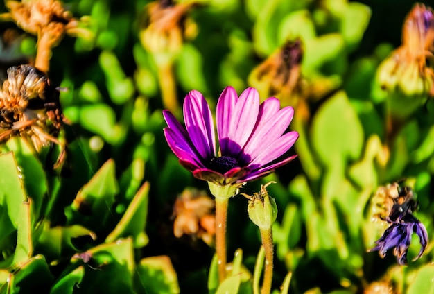 햇빛 아래 식물에 둘러싸인 이국적인 보라색 꽃의 선택적 초점 샷
