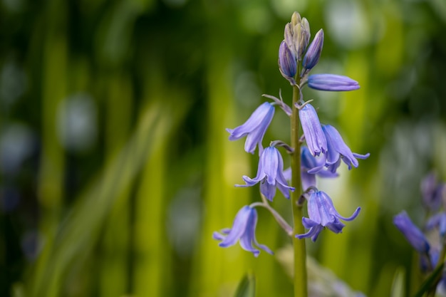 Selective focus shot of exotic purple flowers hanging from the stem