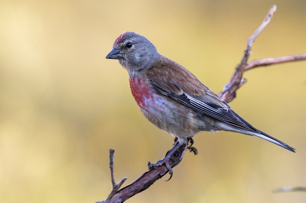 Selective focus shot of an exotic small sparrow sitting on the thin branch of a tree