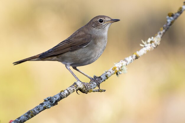 Selective focus shot of an exotic small sparrow sitting on the thin branch of a tree