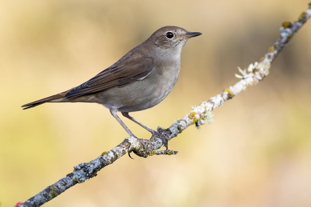 Selective focus shot of an exotic small sparrow sitting on the thin branch of a tree