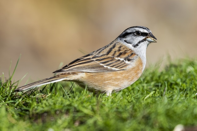 Selective focus shot of an exotic sparrow in the middle of a grass-covered field