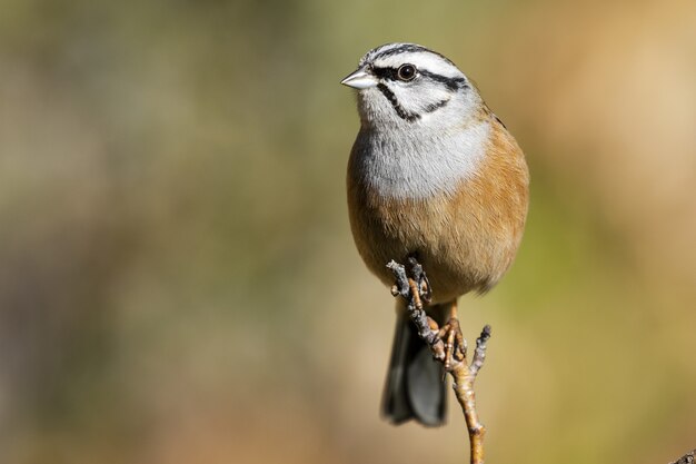 Selective focus shot of an exotic sparrow sitting on a really thin branch