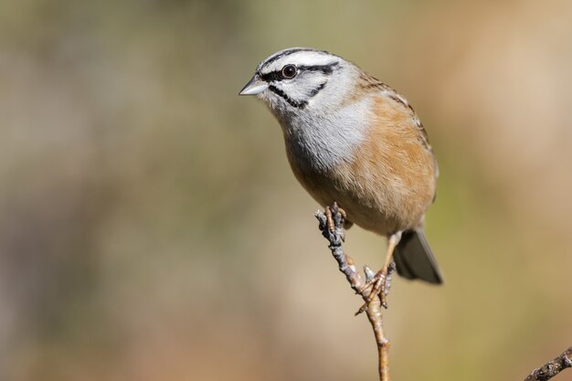 Selective focus shot of an exotic sparrow sitting on a thin branch of a tree