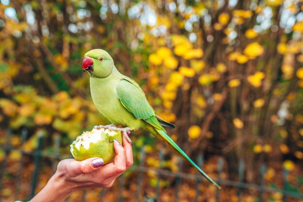Selective focus shot of a female feeding a green parrot with an apple