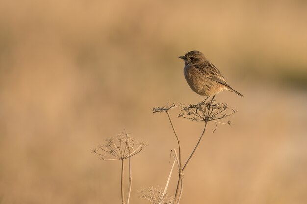 Free photo selective focus shot of female saxicola rubicola perched on a plant