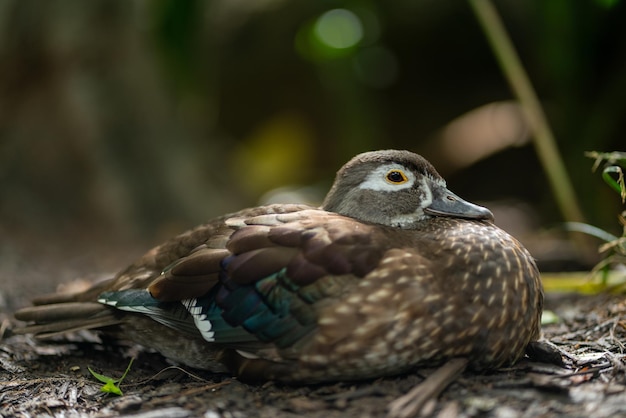 Selective focus shot of a female wood duck