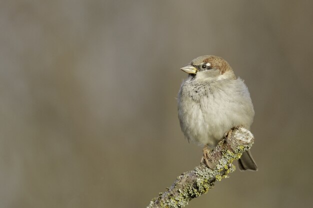 Selective focus shot of a field sparrow perched on a branch