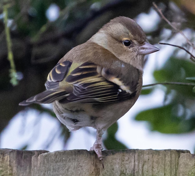 Free photo selective focus shot of a finch perched on a wooden fence