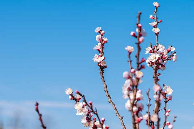 Selective focus shot of a flowering apricot tree with a clear blue sky