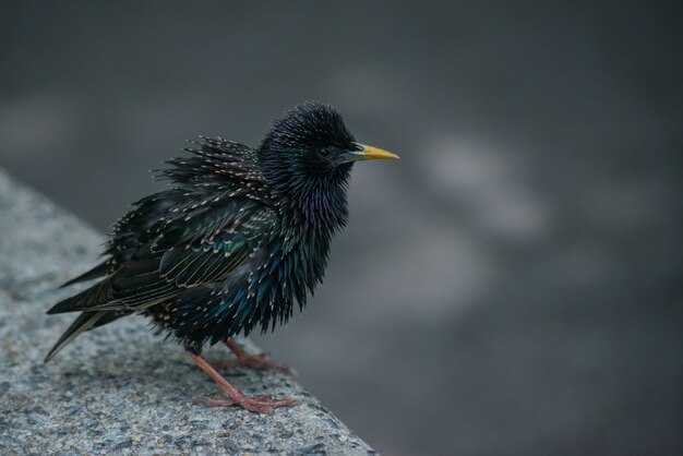 Selective focus shot of a fluffy starling with a blurred