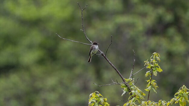 Selective focus shot of a flycatcher perched on a branch