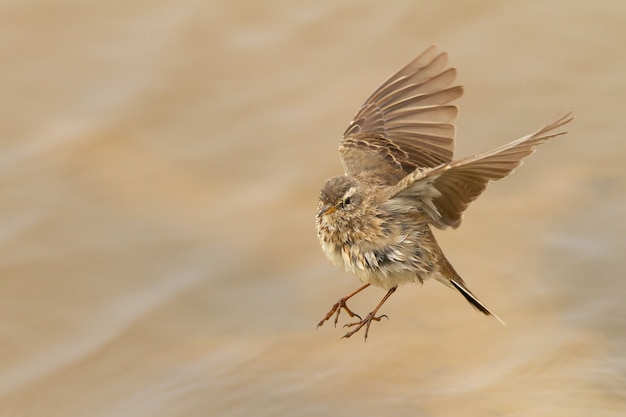 대낮에 날아다니는 Anthus spinoletta 또는 water pipit의 선택적 초점 샷