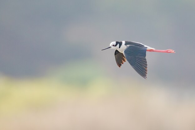 Selective focus shot of flying black-winged Stilt on smooth gray background