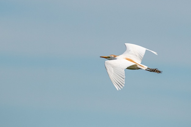 Selective focus shot of flying Cattle Egret