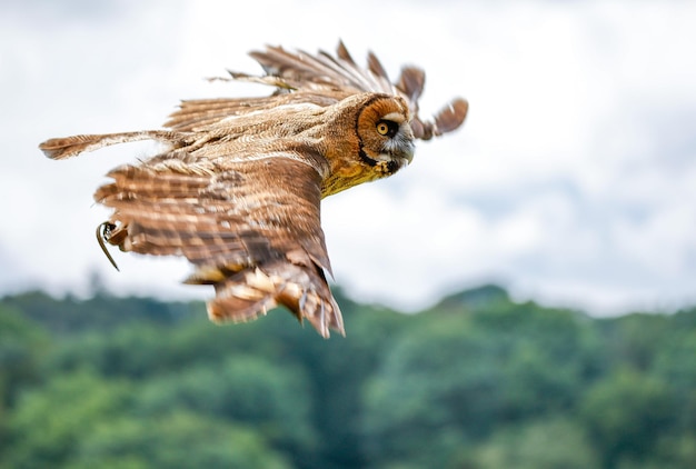 森の上を飛んでいるフクロウの選択的なフォーカスショット