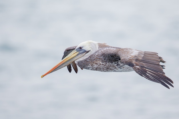 Selective focus shot of a flying pelican