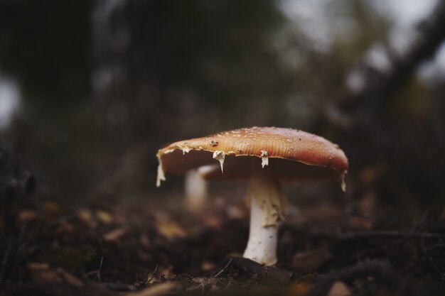 Selective focus shot of a forest mushroom