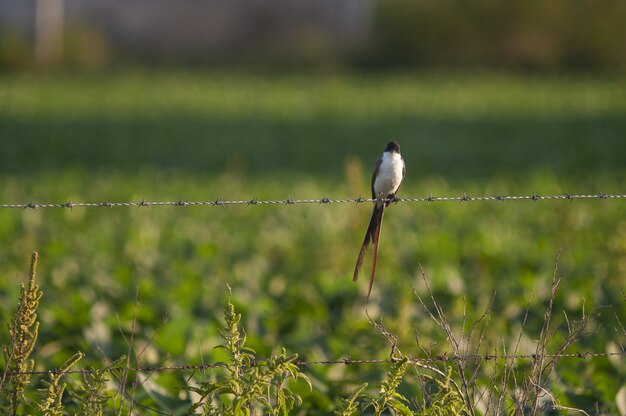 Selective focus shot of fork-tailed flycatcher perched on a barbed wire fence line