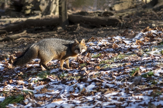 Selective focus shot of a fox looking towards