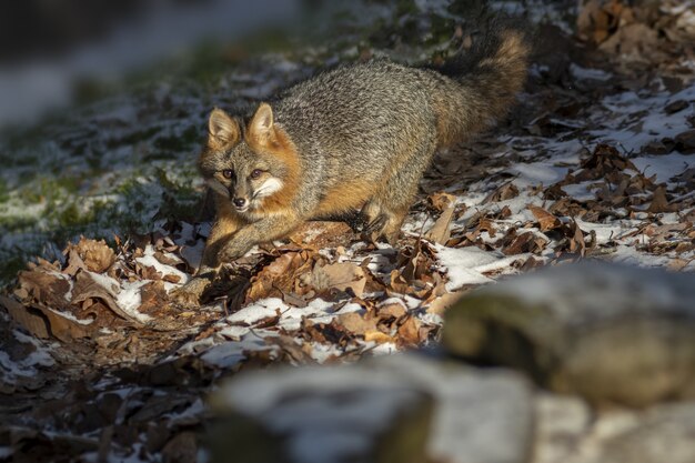 Selective focus shot of a fox looking