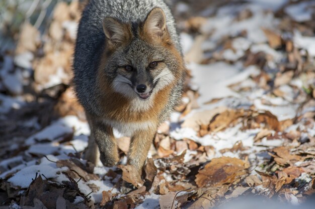 Selective focus shot of a fox walking towards the camera