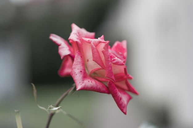 Selective focus shot of fresh pink rose in the garden