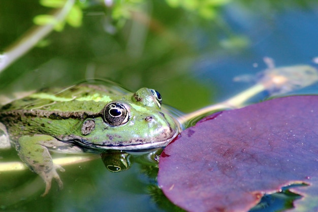 Selective focus shot of a frog by a lotus leaf in a pond of a garden