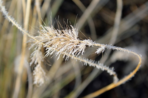 Selective focus shot of frost on a dried grass flower