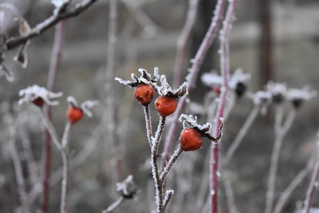 Selective focus shot of frost on rosehips