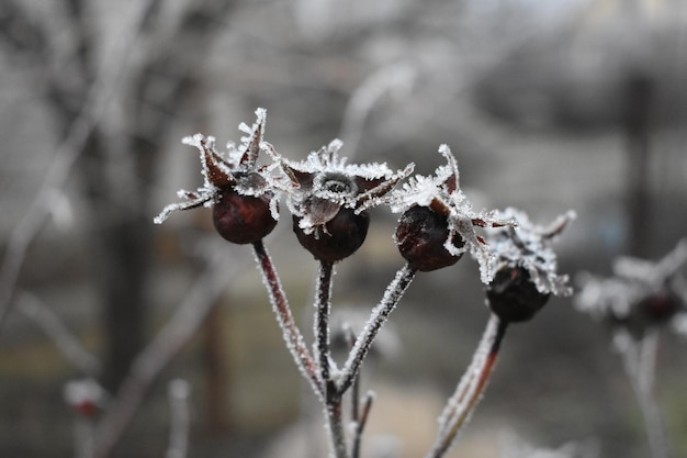 Selective focus shot of frost on rosehips