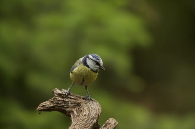 Selective focus shot of a funny blue tit bird