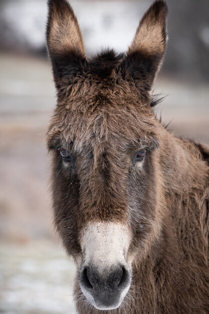 Selective focus shot of a funny cute donkey face