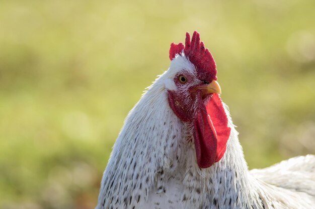 Selective focus shot of a funny rooster