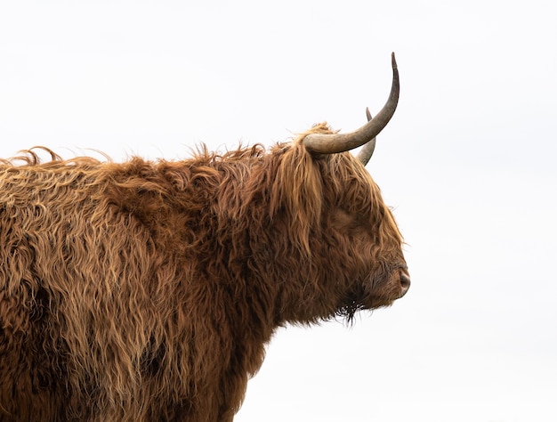 대낮에 포착된 Furry Highland Cow의 선택적 초점 샷