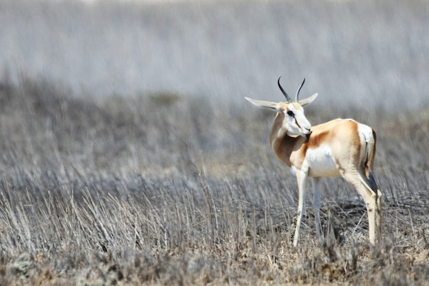 Colpo di messa a fuoco selettiva di una gazzella in piedi sulla pianura della savana erbosa