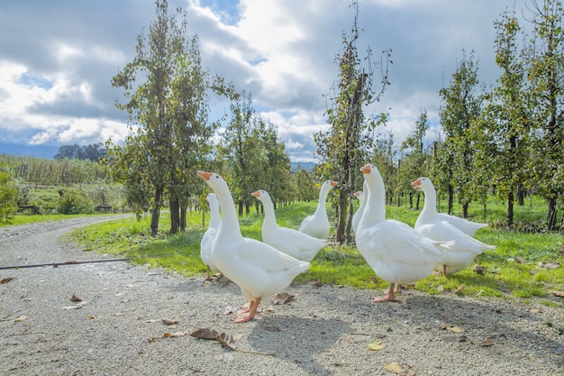 Selective focus shot of geese in a field