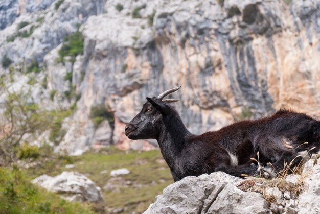 Selective focus shot of a goat in the rocky landscape