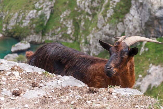 Selective focus shot of a goat in the rocky landscape