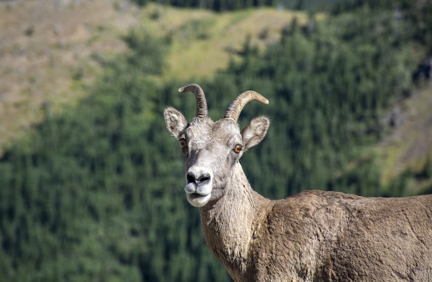 Free photo selective focus shot of a goat with a forest on the wall