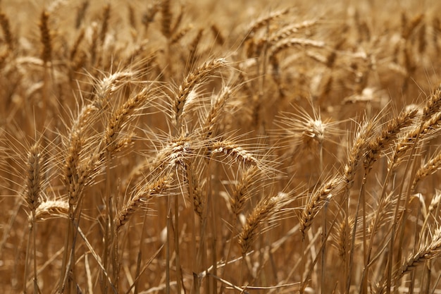畑の小麦の黄金の穂の選択的なフォーカスショット