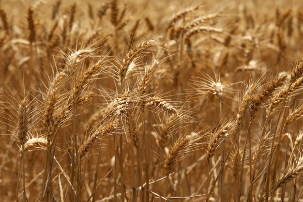 畑の小麦の黄金の穂の選択的なフォーカスショット