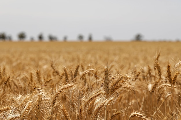 Селективный фокус выстрел золотых колосьев пшеницы в поле