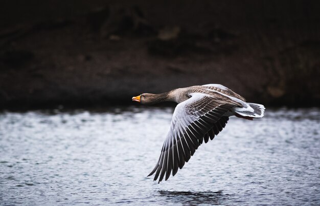 Selective focus shot of a goose flying over the water