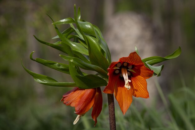 Selective focus shot of a gorgeous Crown imperial flower