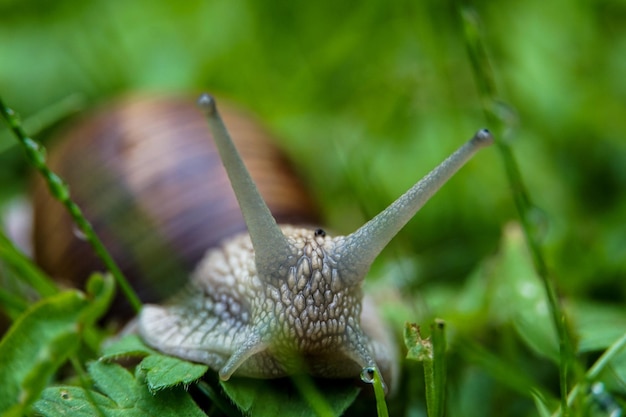 Selective focus shot of a grape snail