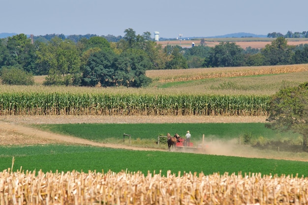 Selective focus shot of a grassy field with a person standing on a wagon attached to two horses