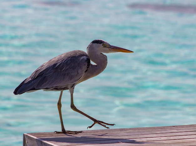 Selective focus shot of a gray heron on a pier