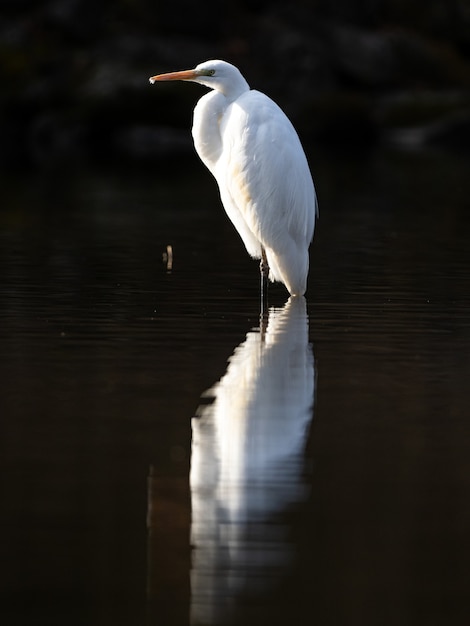 Selective focus shot of a great egret in a pond in a Japanese park