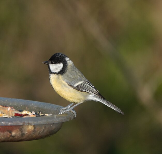 Selective focus shot of a great tit bird perched on a fountain